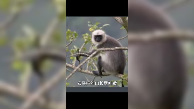 喜马拉雅山长尾叶猴