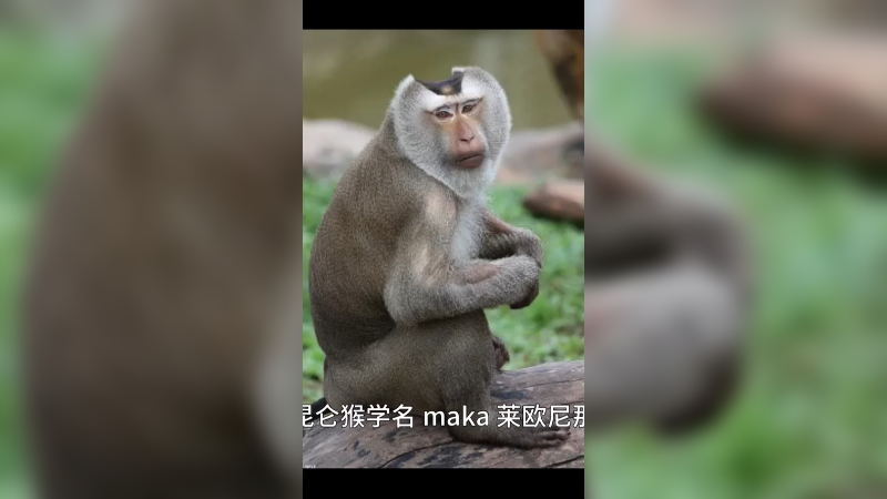 豚尾猴