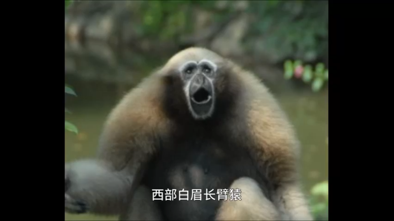 西部白眉长臂猿