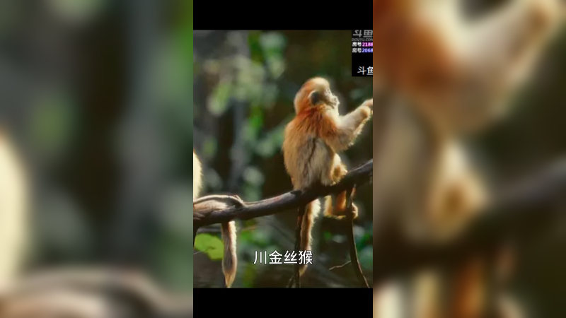 川金丝猴