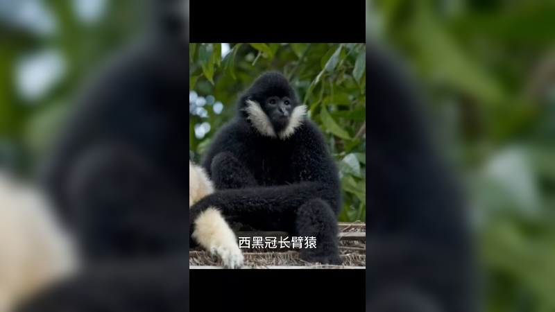 西黑冠长臂猿