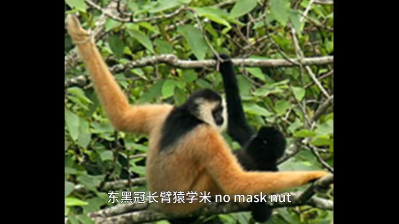 东黑冠长臂猿