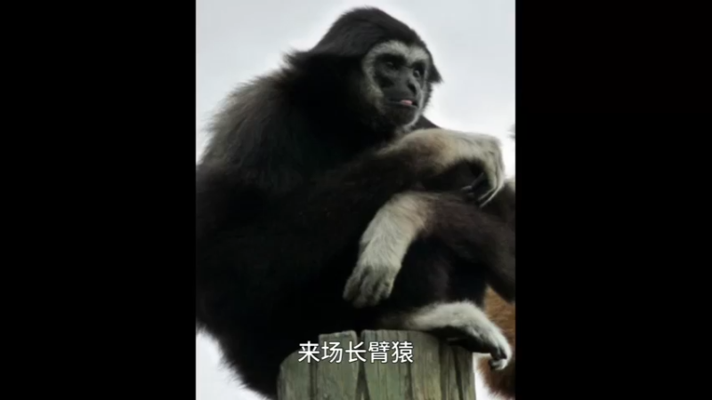 白掌长臂猿