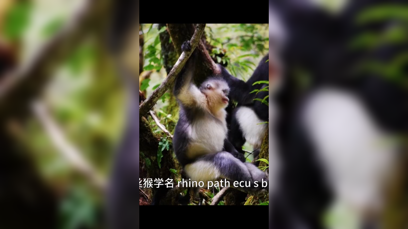 黔金丝猴