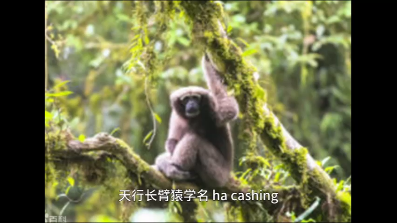 天行长臂猿