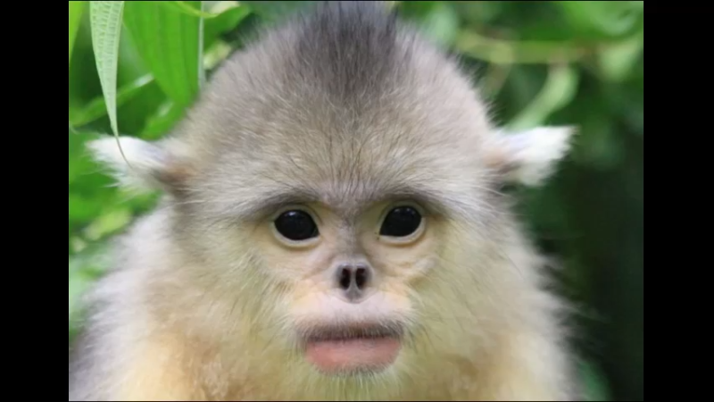 金丝猴