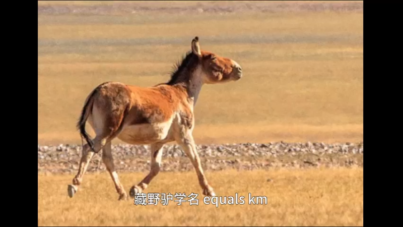 藏野驴