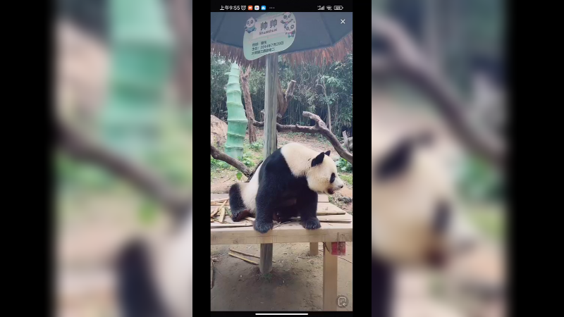 大熊猫在动物园吃东西好悠闲啊