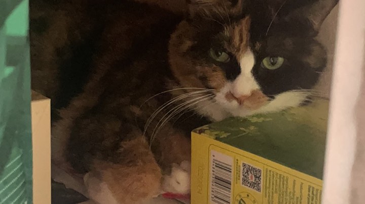 【2023-3-10 0点场】密客玩家:新赛季复健