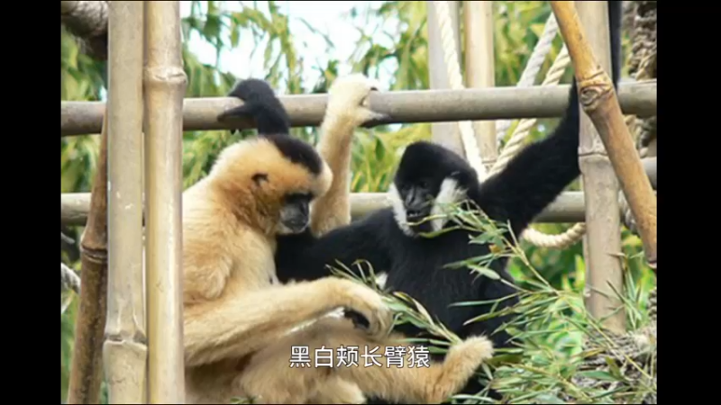 北白颊长臂猿