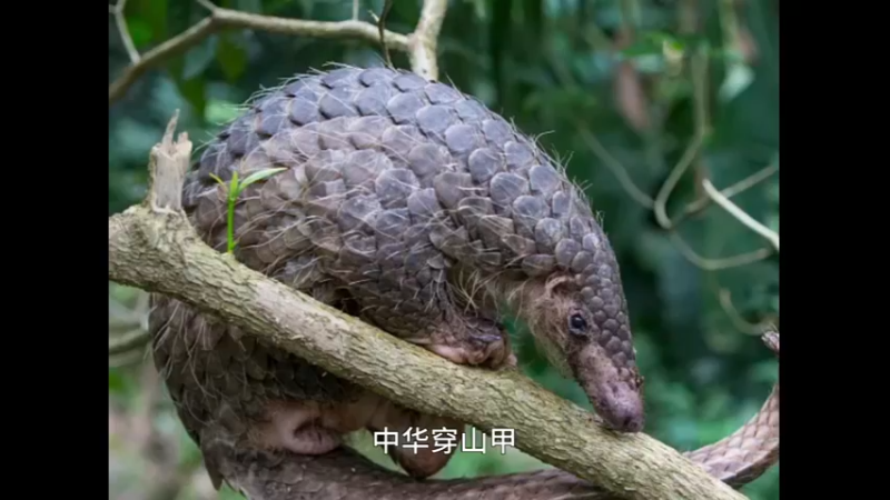 中华穿山甲