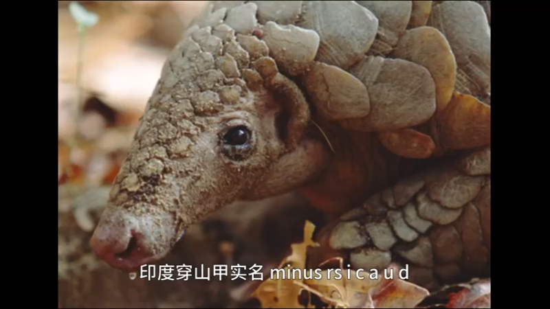 印度穿山甲