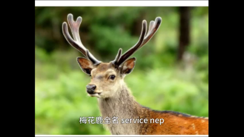 梅花鹿