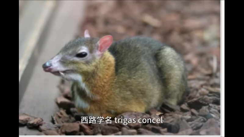 鼷鹿