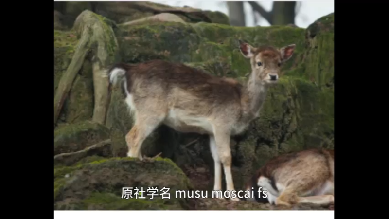 原麝