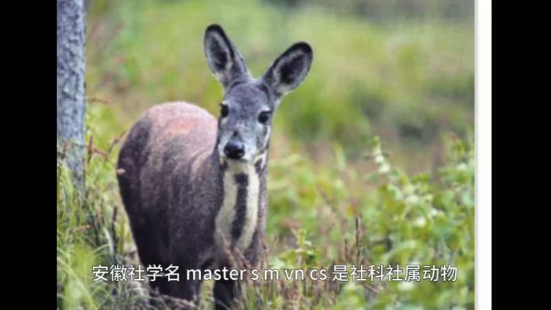 安徽麝