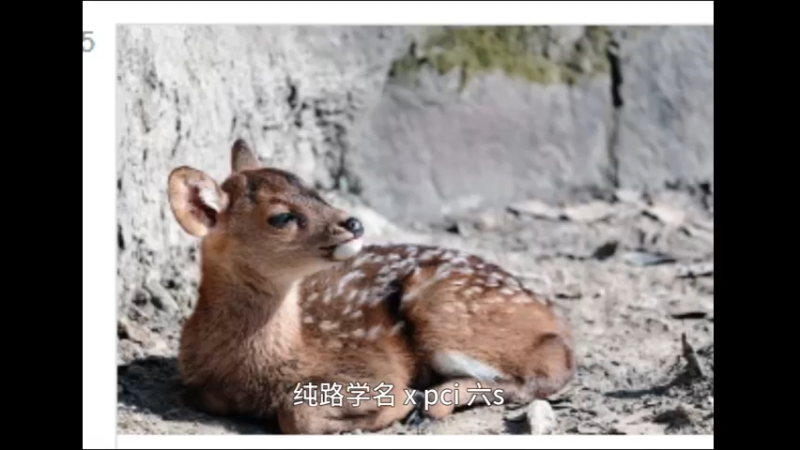 豚鹿