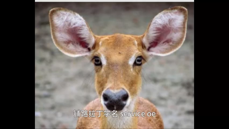 坡鹿
