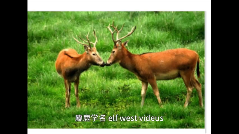 麋鹿