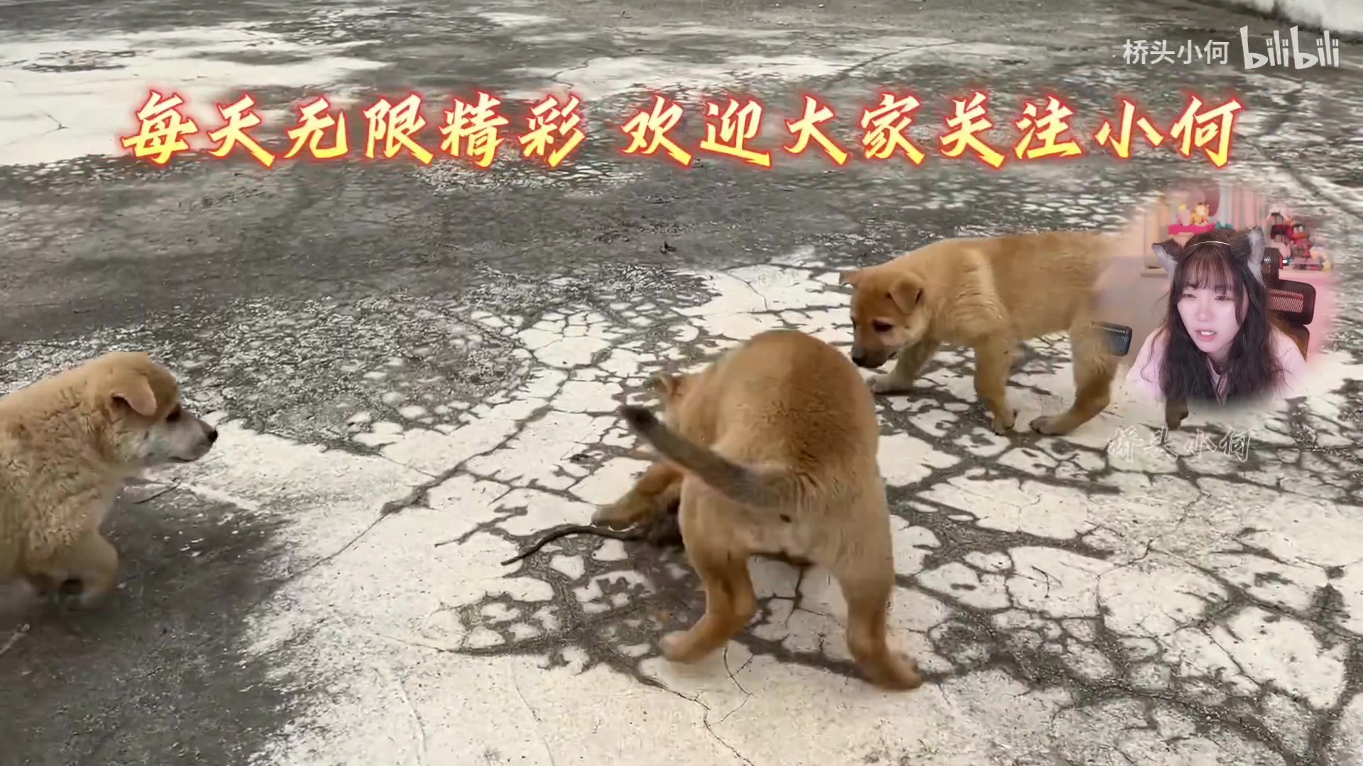 【2023-03-12 16点场】甜心战士：淦只狼最终boss:苇名一心
