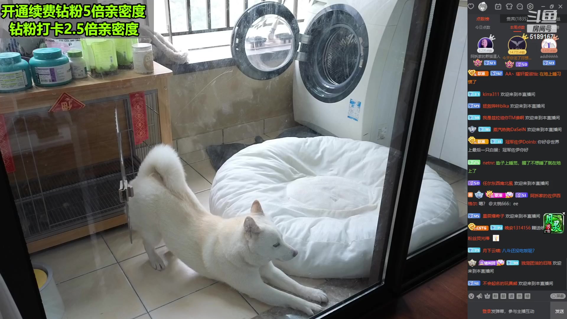 【2023-03-12 13点场】骆歆冲冲冲：【钻粉狂欢】有八斗的夜晚，祝你甜甜美梦