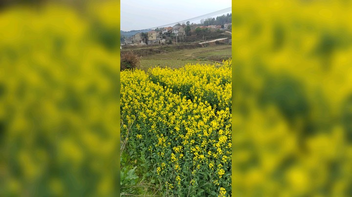 油菜花开了挺香