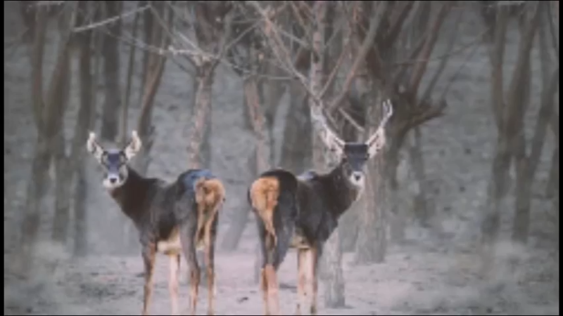 白唇鹿