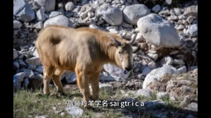 高鼻羚羊