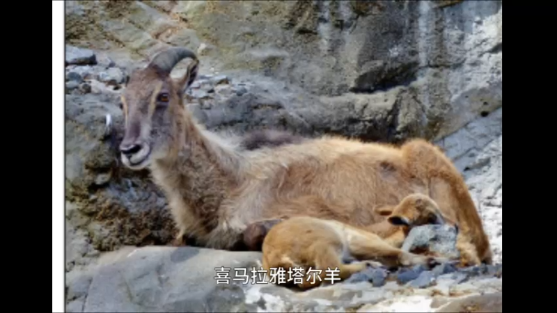 喜马拉雅塔尔羊