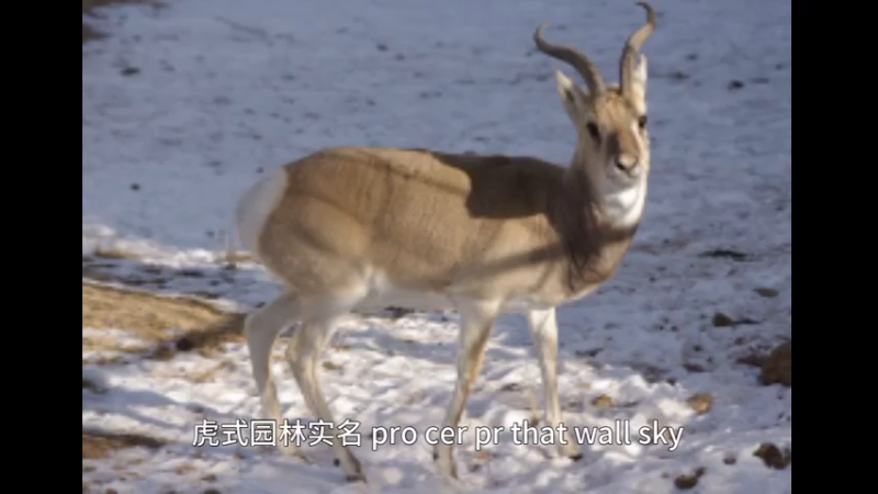普氏原羚