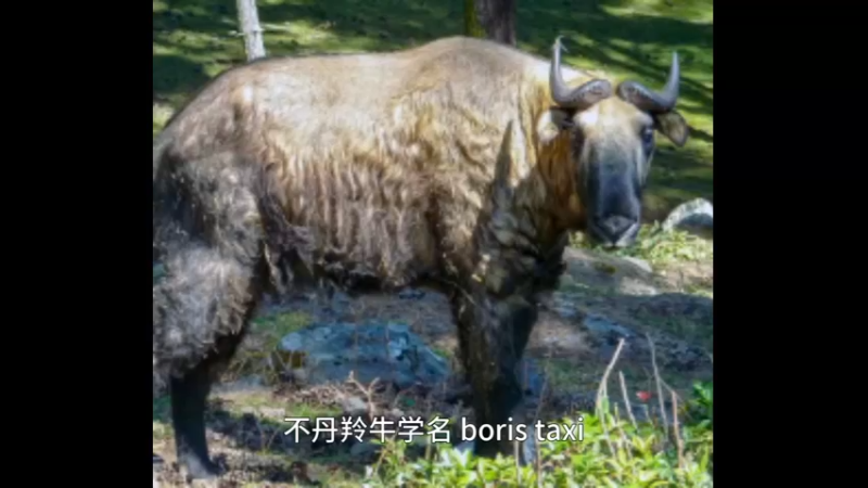 不丹羚牛