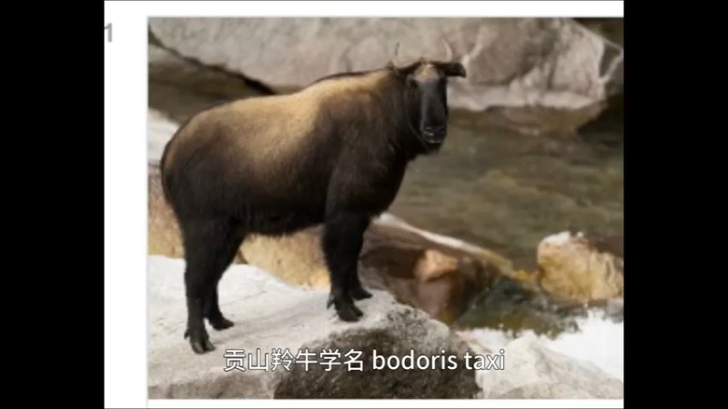 贡山羚牛