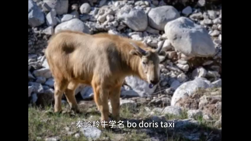 秦岭羚牛