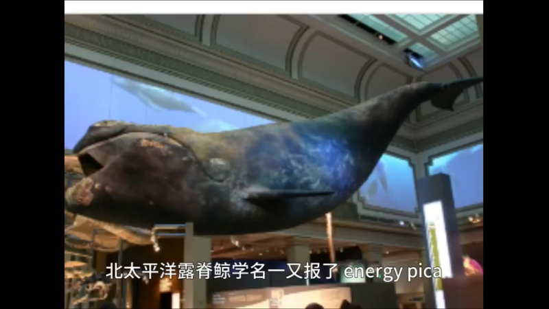 北太平洋露脊鲸