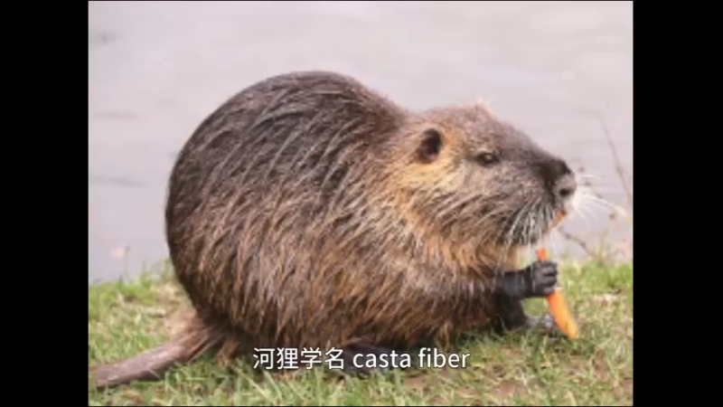 河狸