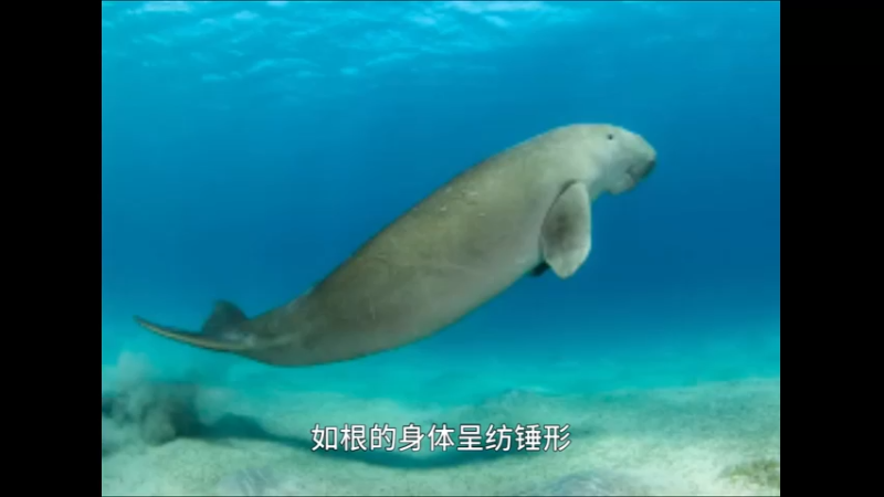 儒艮