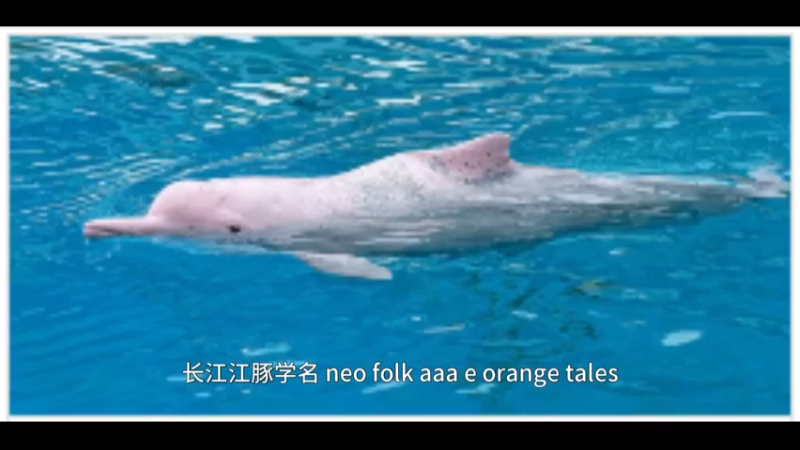 长江江豚
