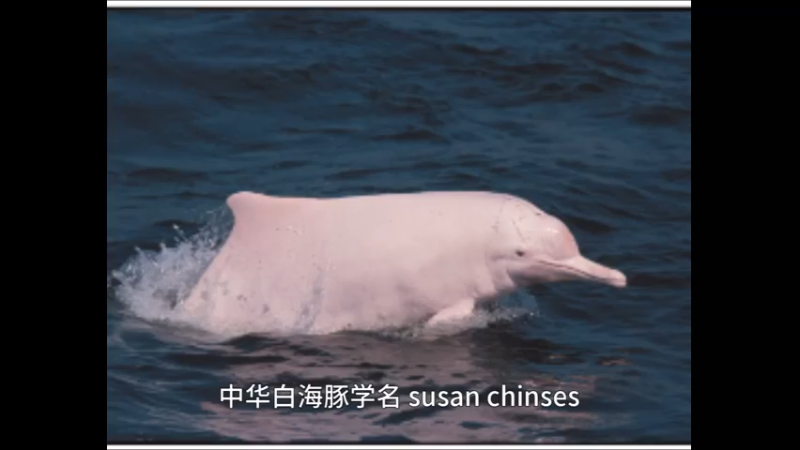 中华白海豚