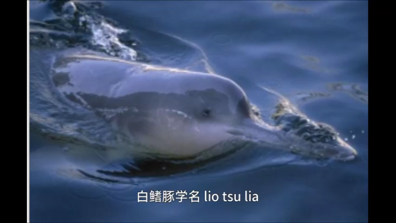 白鱀豚