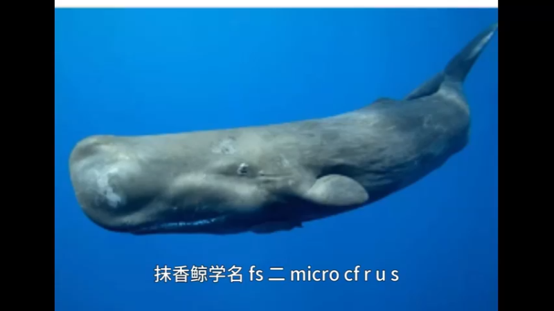 抹香鲸