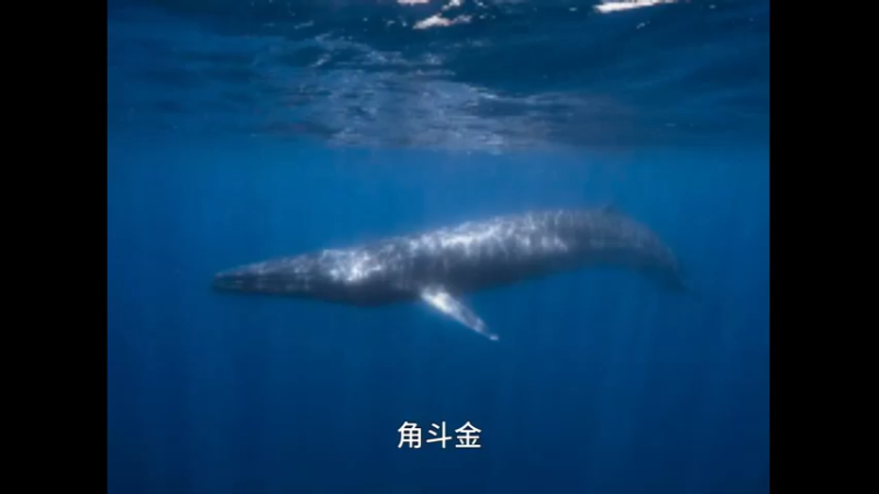 角岛鲸