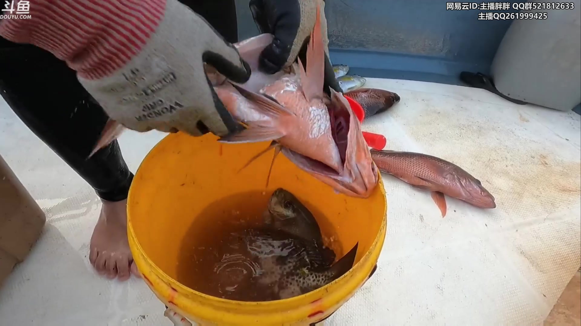 【2023-03-15 03点场】胖胖灬：胖胖OB：EDG JD LNG TES