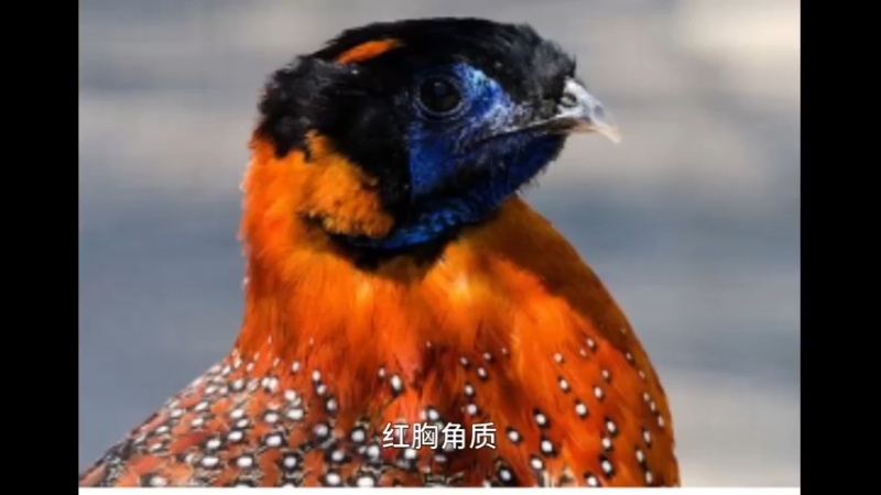 红胸角雉