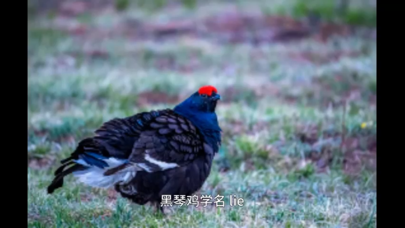 黑琴鸡