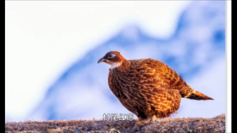 棕尾虹雉