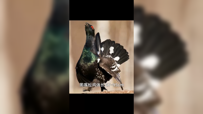 黑嘴松鸡