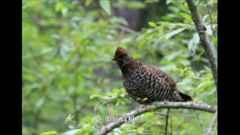 斑尾榛鸡