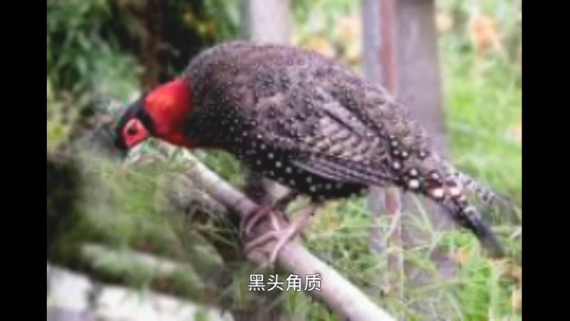 黑头角雉
