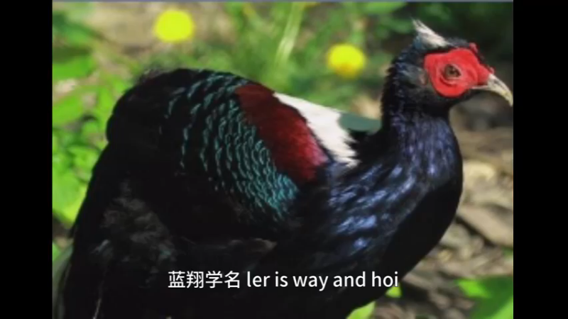 蓝鹇
