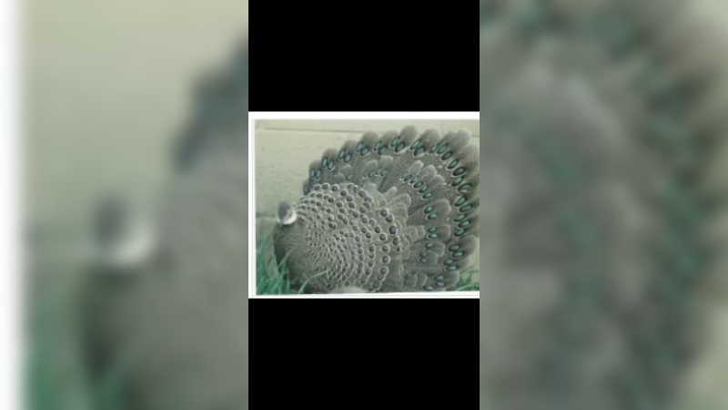 灰孔雀雉